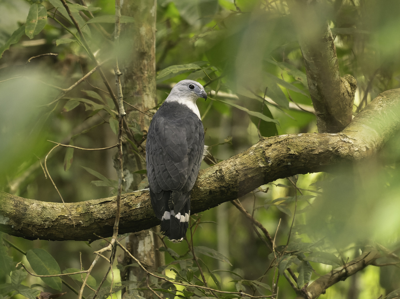 image Grey-headed Kite
